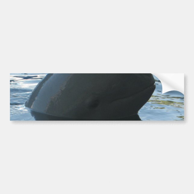 Irrawaddy Dolphin Peek-A-Boo Bumper Sticker (Front)