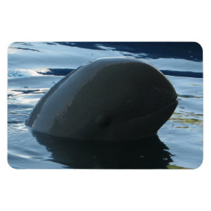 Irrawaddy Dolphin Peek-A-Boo Magnet
