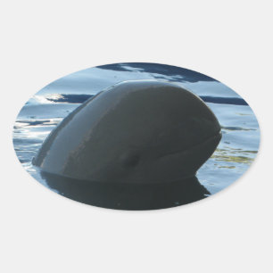 Irrawaddy Dolphin Peek-A-Boo Oval Sticker