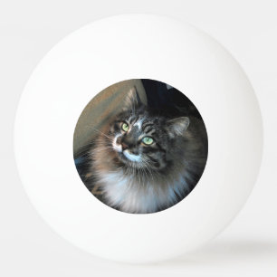 Irresistible Cat Zorro Three Star Ping Pong Ball