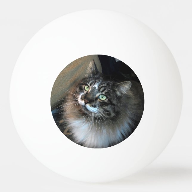 Irresistible Cat Zorro Three Star Ping Pong Ball (Front)