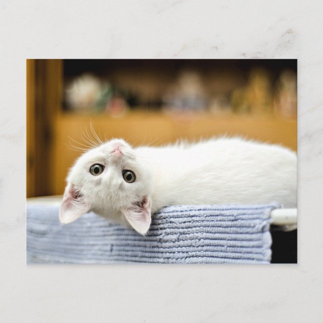 Irresistible...huggable, lovable kitty cat postcard (Front)