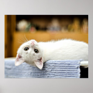 Irresistible...huggable, lovable kitty cat poster