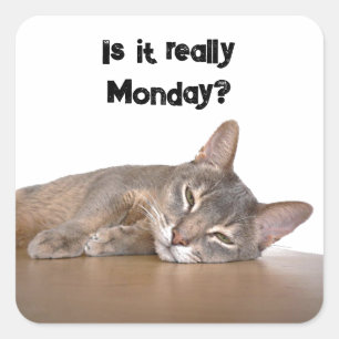 Is It Really Monday? Funny Abyssinian Cat Meme Square Sticker