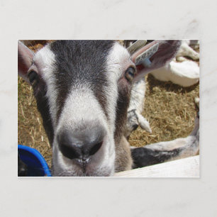 Is That Camera Food? Postcard