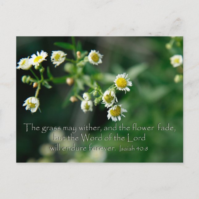 Isaiah 40:8 The grass may wither and fade Postcard (Front)