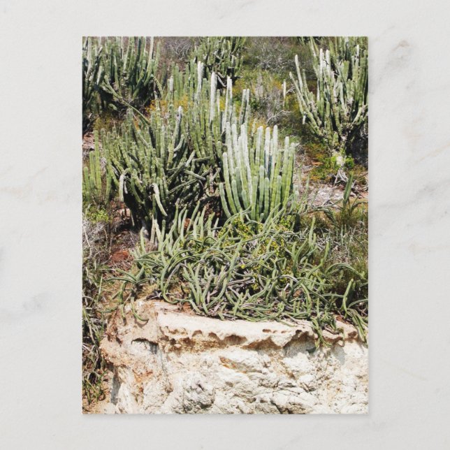 Isla Passavera, Chamela, Mexico Postcard (Front)