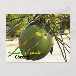 Island (Coconut) Postcard