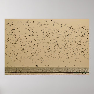 Island of birds poster