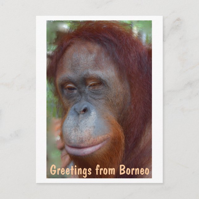 Island of Borneo Orangutan Postcard (Front)