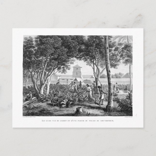 Island of Guam: Natives at Work in the Garden of t Postcard (Front)