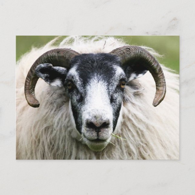 Island Sheep Postcard (Front)