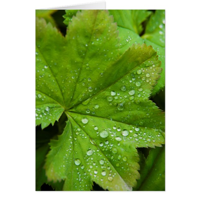 Islande. Région du Sud. Gullfoss (Devant)