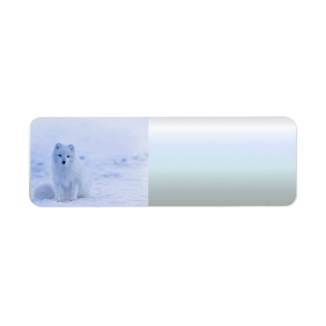 Islande Renard arctique (Devant)