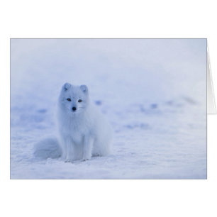 Islande Renard arctique