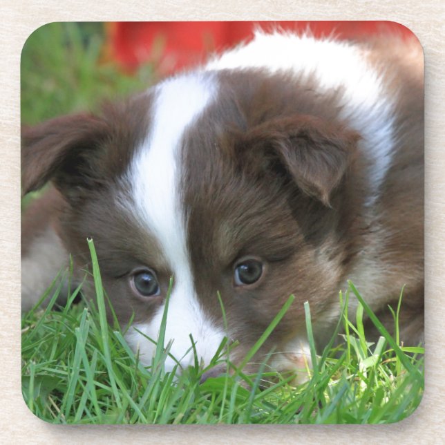 Islandhund Coaster (Front)