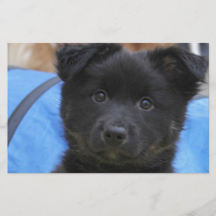 Islandhund - Icelandic Sheepdog