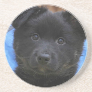 Islandhund - Icelandic Sheepdog Coaster