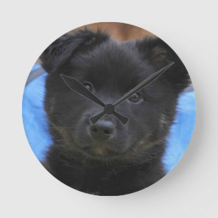 Islandhund - Icelandic Sheepdog Round Clock
