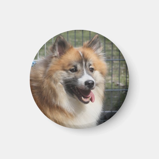 Islandhund Magnet (Front)