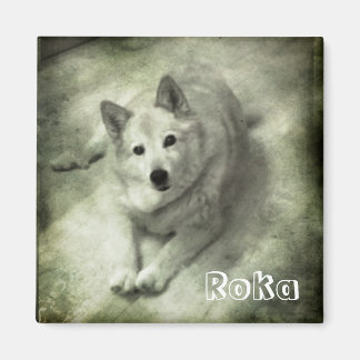Islandhund Roka Magnet