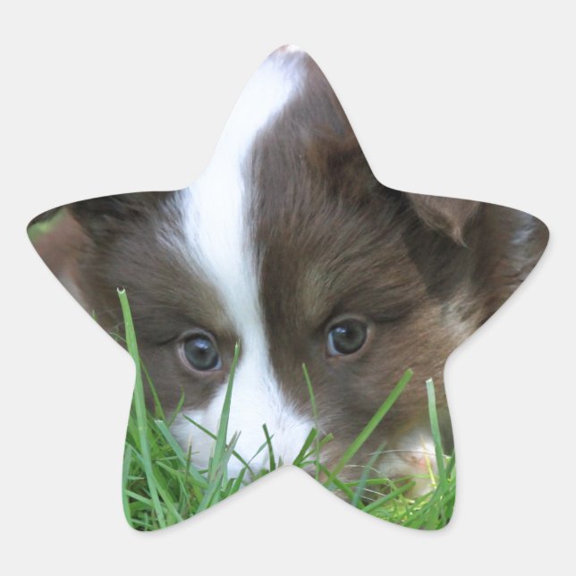 Islandhund Star Sticker (Front)