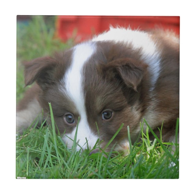 Islandhund Tile (Front)