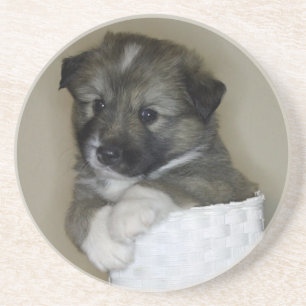 Islandhundwelpe Coaster