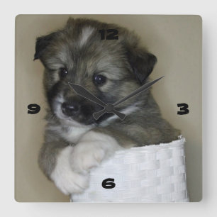 Islandhundwelpe Square Wall Clock