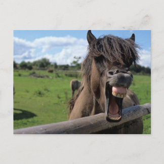 Islandpferd, Isländer Postcard