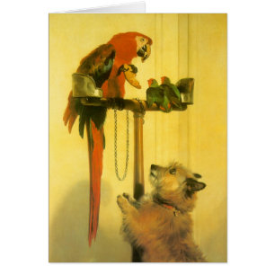 Islay, Tilco, un Macaw et des Inséparables de Land