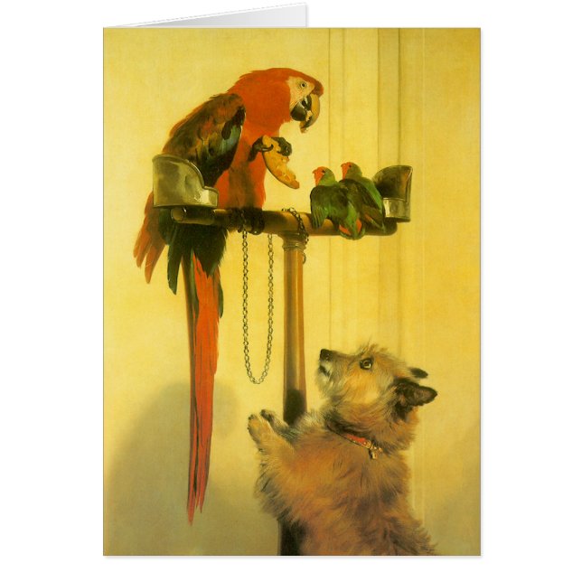 Islay, Tilco, un Macaw et des Inséparables de Land (Devant)