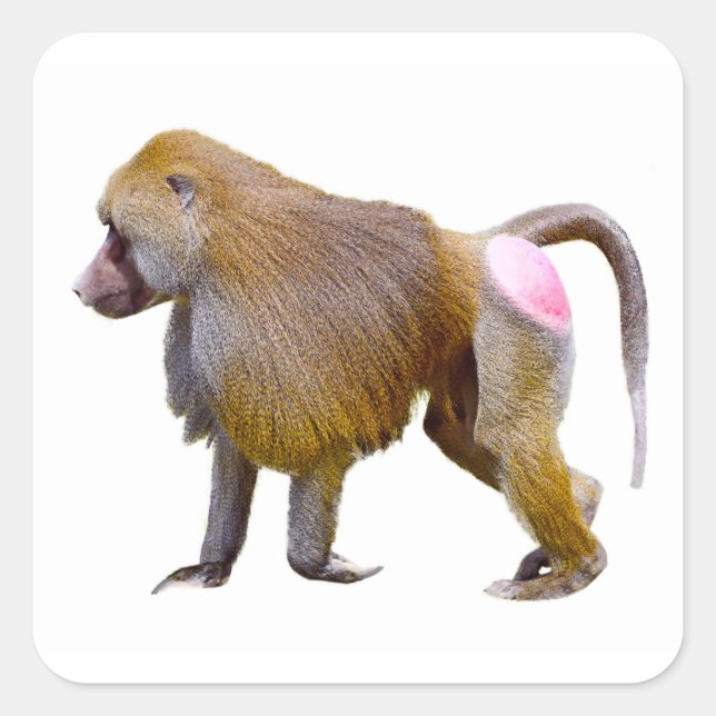 Isolated baboon walking postcard square sticker (Front)