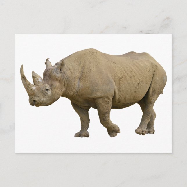 Isolated black rhinoceros postcard (Front)