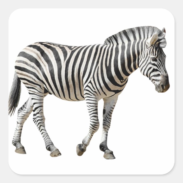 Isolated Burchell Zebra Square Sticker (Front)