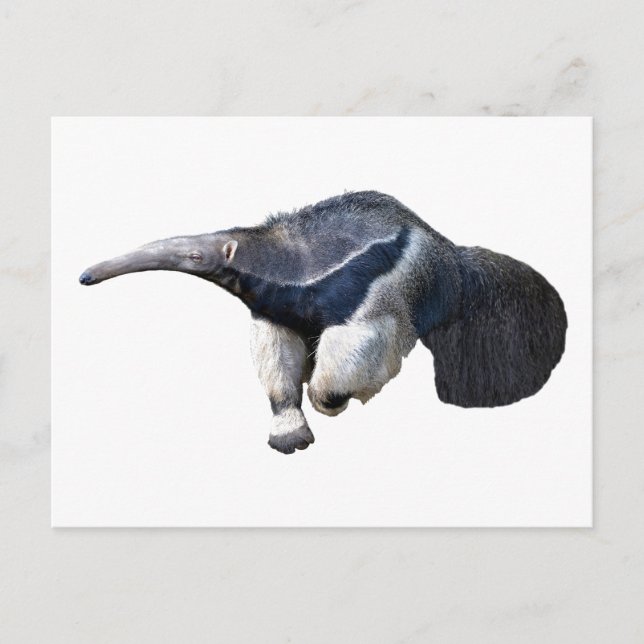 Isolated giant Anteater walking Postcard (Front)
