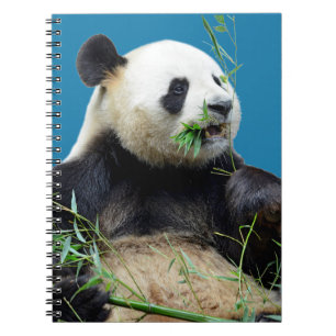 Isolated giant panda eating bamboo notebook