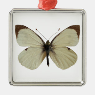 Isolated male Large White butterfly   Metal Ornament