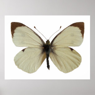 Isolated male Large White butterfly Poster