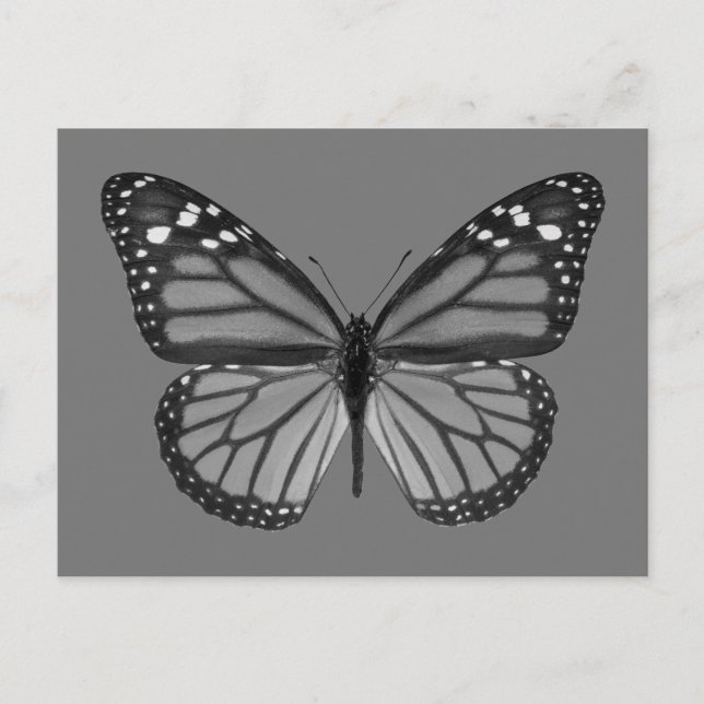 Isolated monarch butterfly PNG Postcard (Front)