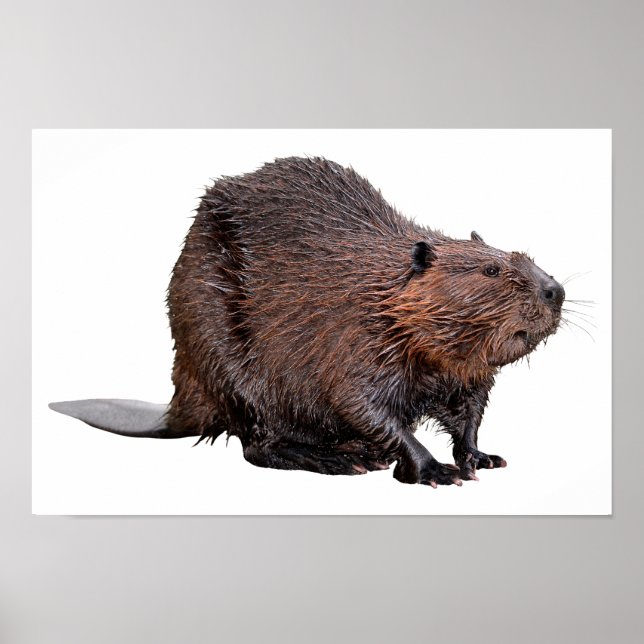 Isolated North American Beaver Poster (Front)