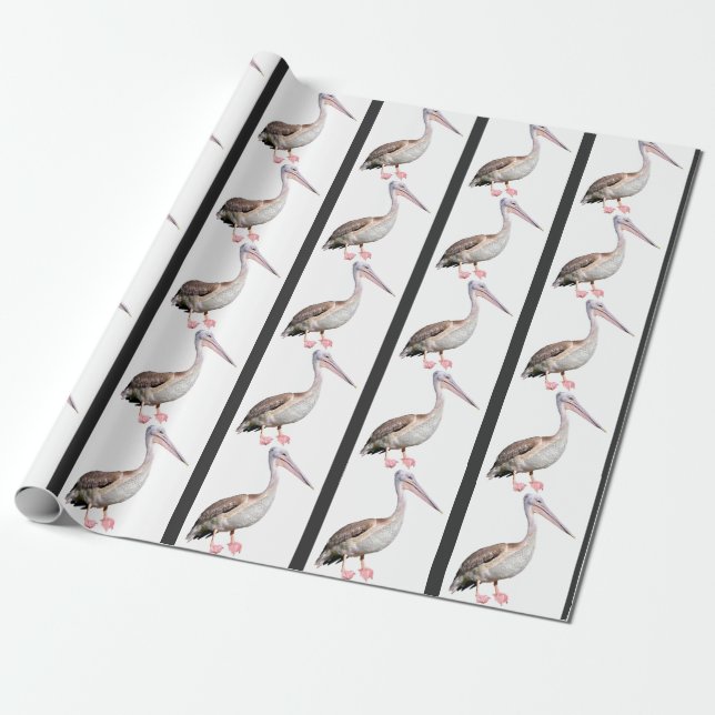 Isolated of he great white pelican postcard T-Shir Wrapping Paper (Unrolled)
