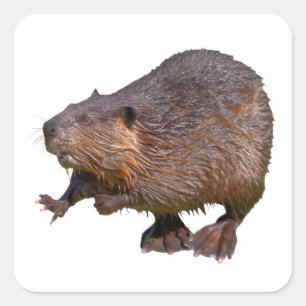 Isolated of North American Beaver Postcard Square Square Sticker