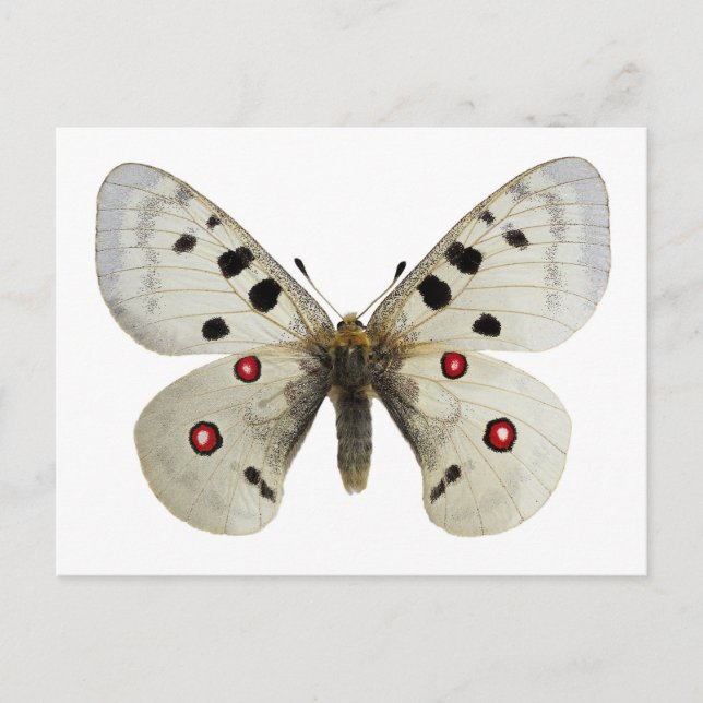 Isolated parnassius apollo postcard (Front)