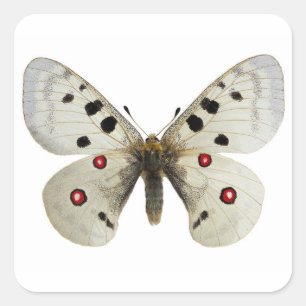 Isolated parnassius apollo postcard square sticker