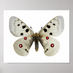 Isolated parnassius apollo postcard square sticker poster