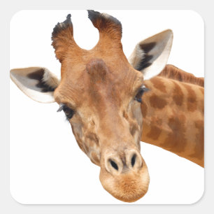 Isolated portrait of giraffe PNG Square Sticker