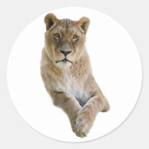 Isolated portrait of lioness postcard classic round sticker