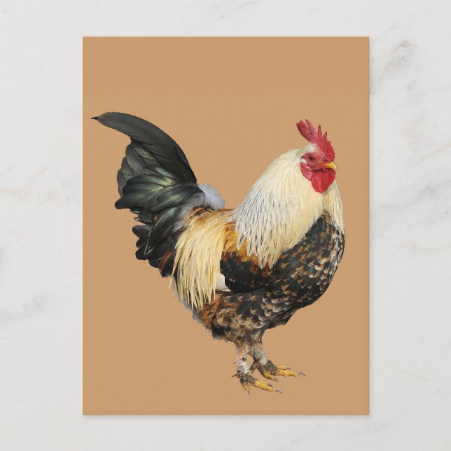 Isolated rooster postcard (Front)