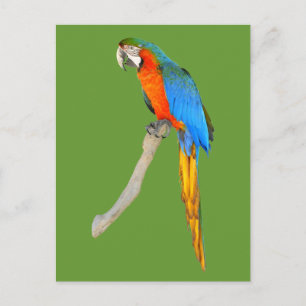 Isolated Scarlet macaw Postcard